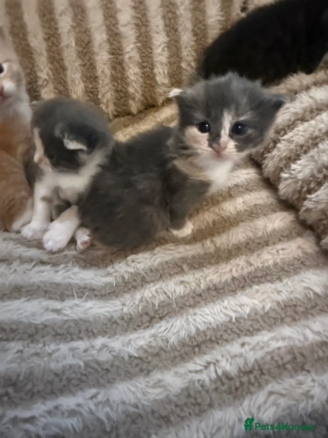 Maine Coon cats for sale: Maincoon mix  - Advert 7