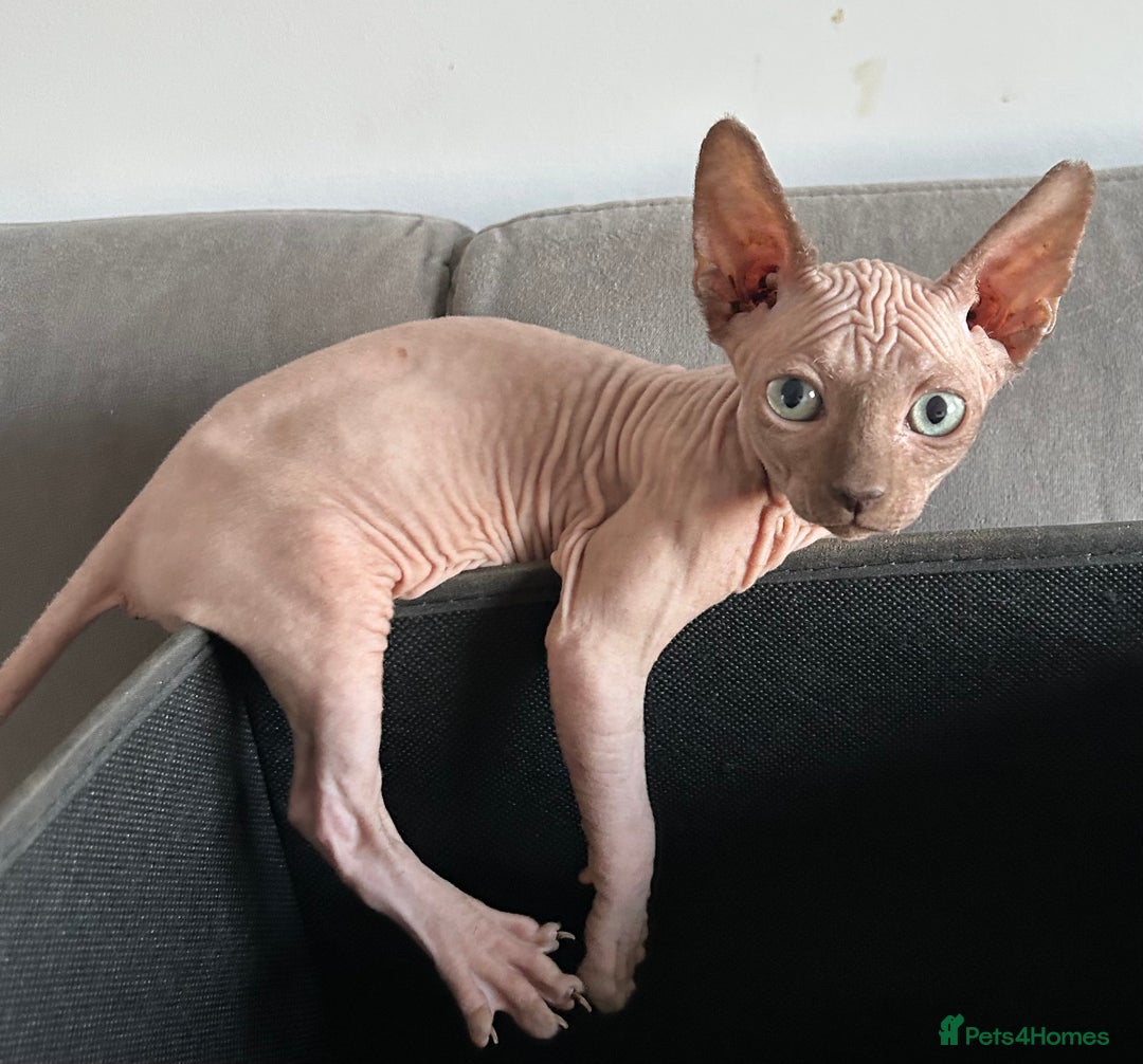 Sphynx cats for sale: Adorable Sphynx Kitten for sale - Advert 5
