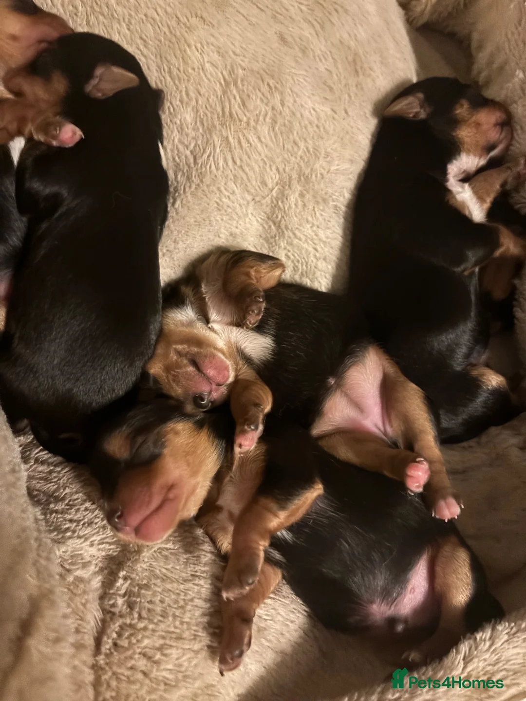 Yorkshire Terrier dogs for sale: Beautiful yorkies for sale in Bedford - Advert 6