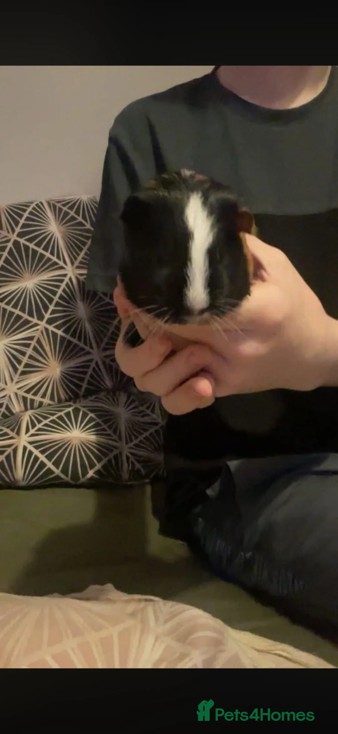 Guinea Pig rodents for sale: Guinea pigs  in Alloa - Advert 2