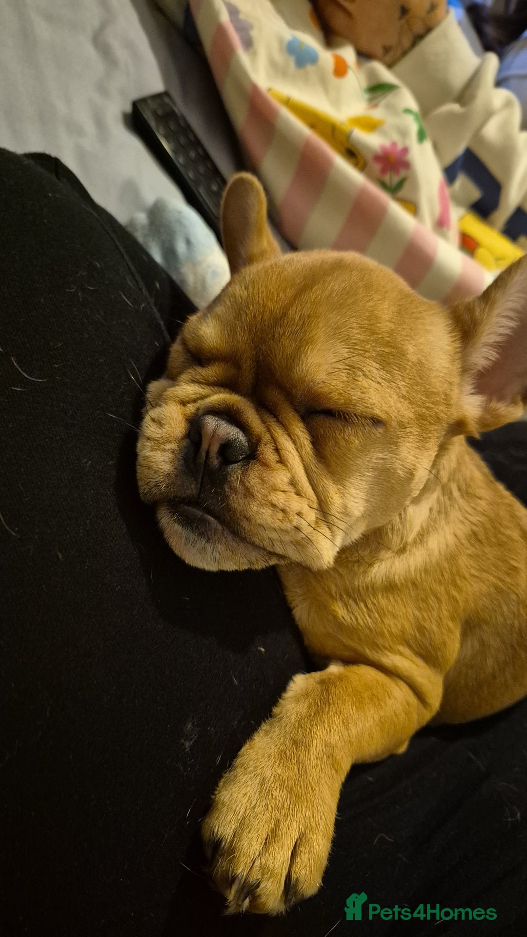 Mixed Breed dogs for sale: 6 Month old girl Frenchie. - Advert 3