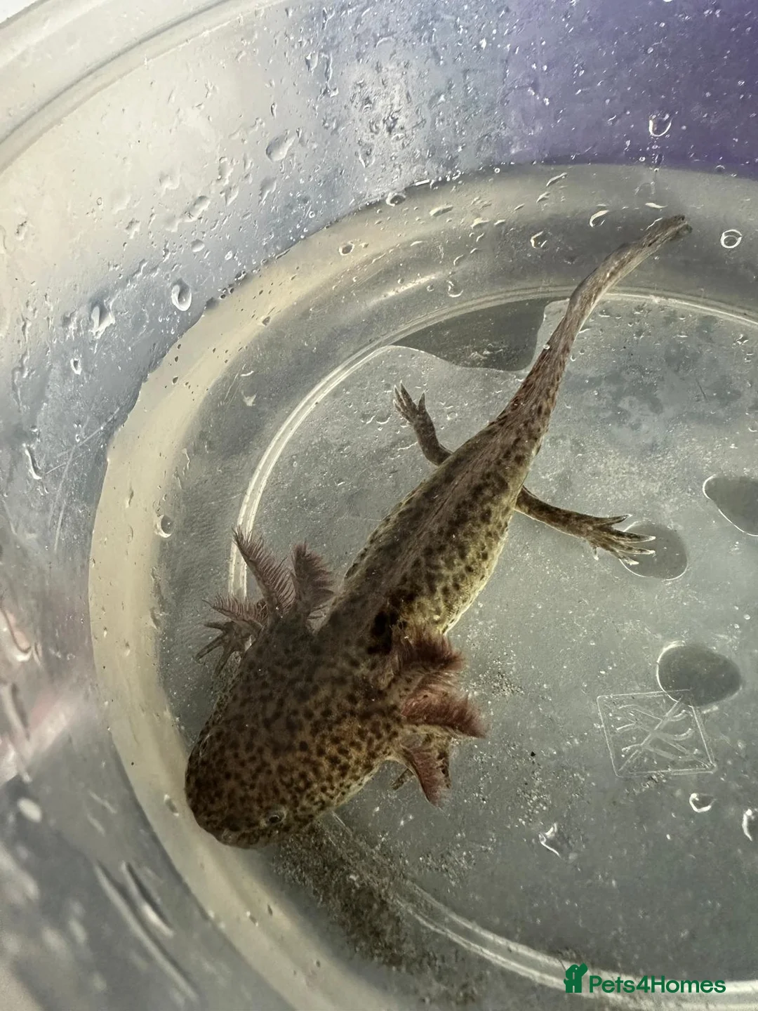 Other/Mixed Breed fish for sale: Axolotls for sale in Axminster - Advert 6