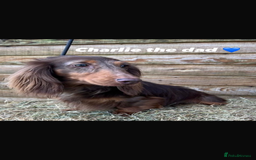 Dachshund dogs for sale: Dachshund boy ready for his new home  - Image 4