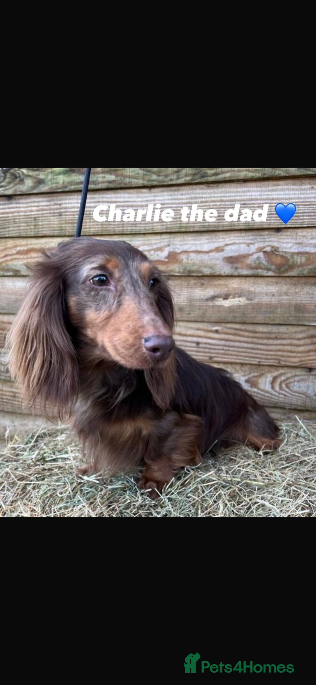 Dachshund dogs for sale: Dachshund boy ready for his new home  - Image 4