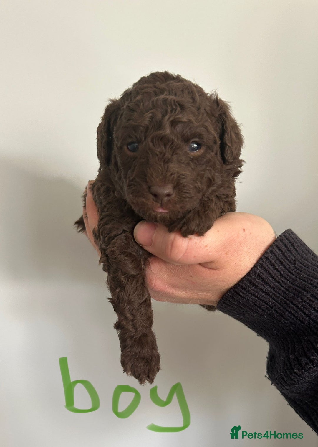 Toy Poodle dogs for sale: Beautiful pure chocolate & phantom Toy Poodles - Advert 3
