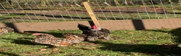 Chickens poultry for sale: .Barbu d’Uccle,Pekin hatching eggs - Advert 4