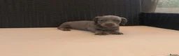 Miniature Dachshund dogs for sale: Miniature Dachshund Puppies - Advert 14