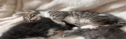 Mixed Breed cats for sale: 4 ragdoll/russian blue mixed kittens  in Warrington - Advert 13