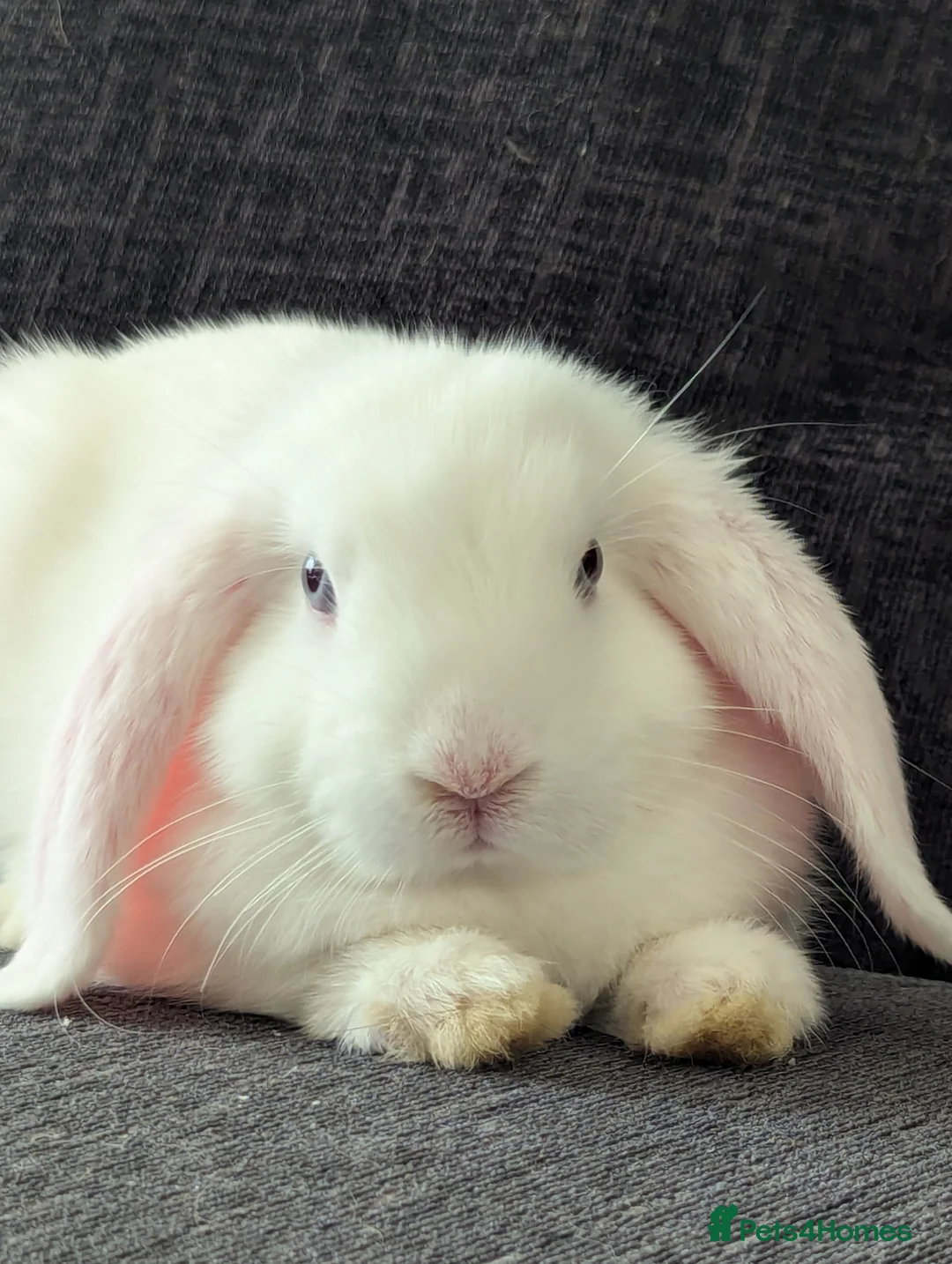 Mini Lop rabbits for sale: 6 beautiful mini lops available 16/3 in Ashford - Advert 18