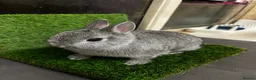 Netherland Dwarf rabbits for sale: Netherland dwarf chinchilla bucks  - Advert 6