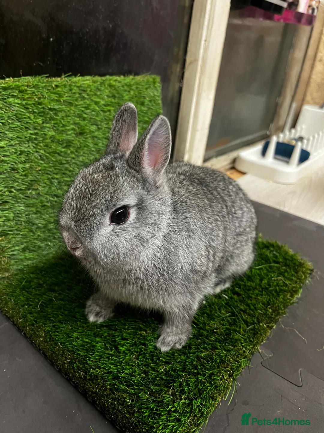Netherland Dwarf rabbits for sale: Netherland dwarf chinchilla bucks  - Advert 6