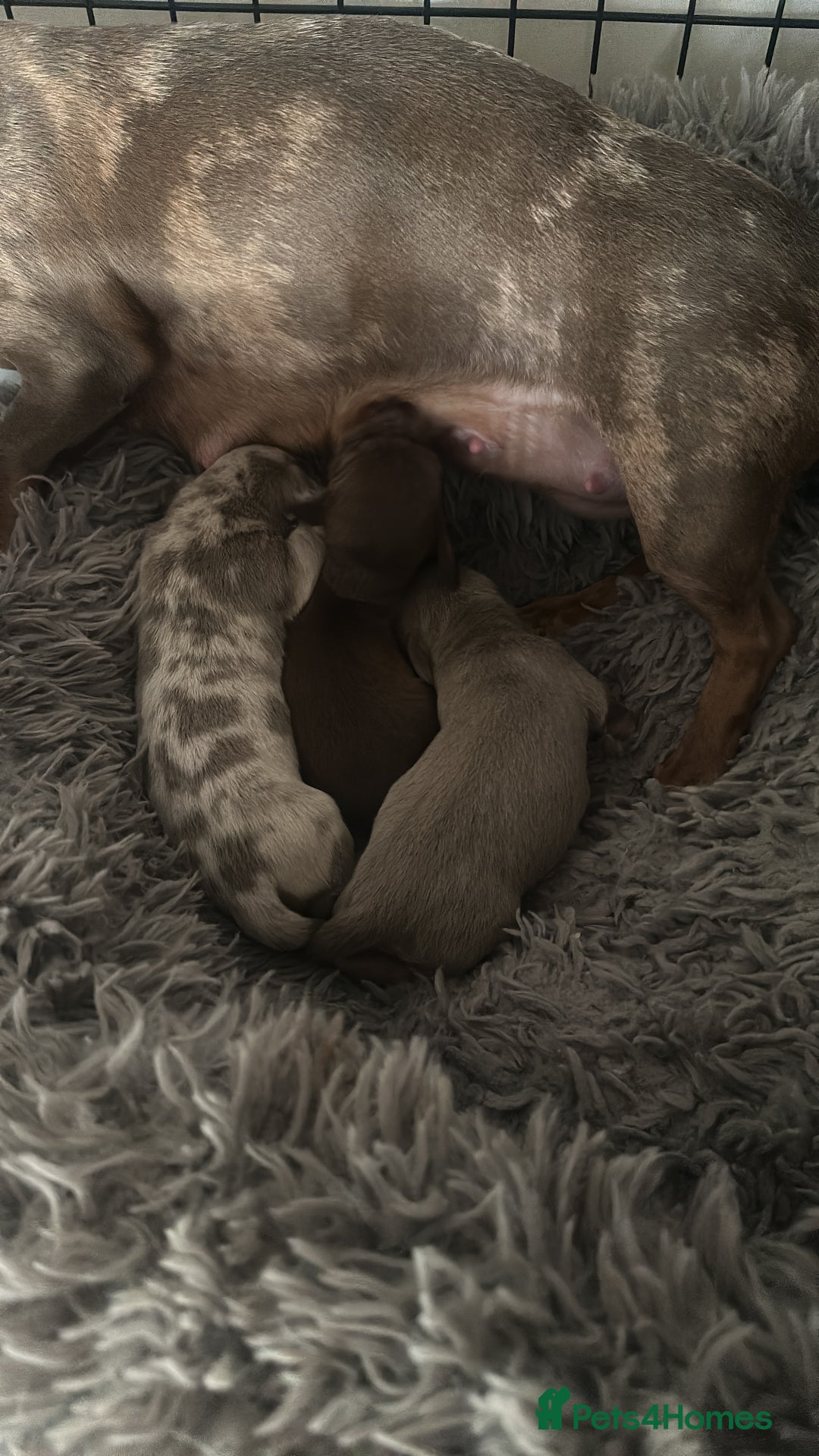 Dachshund dogs for stud: Kc studs available 💥both proven  in Bilston - Image 10