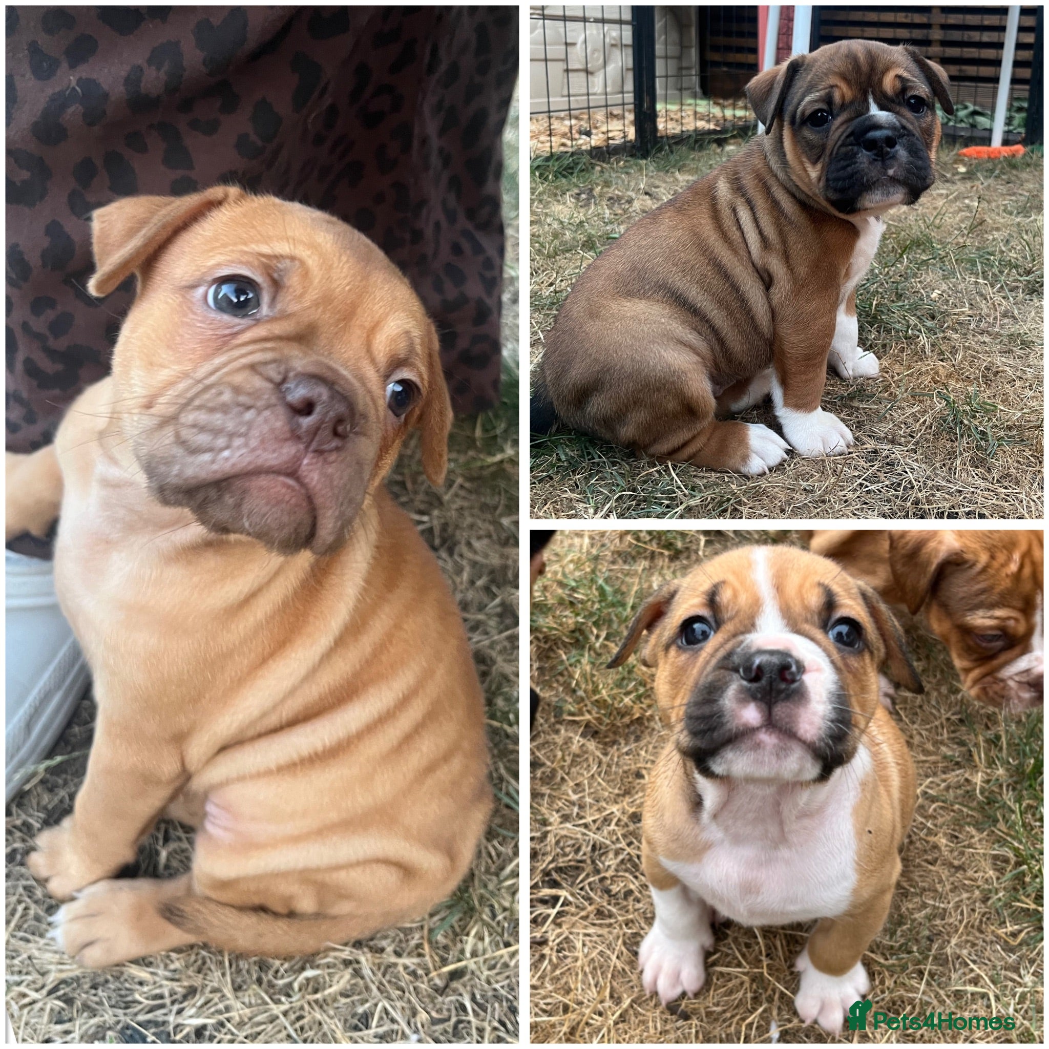 Olde English Bulldogge dogs Champion, Health Tested Parents, OEB puppies - Advert 1