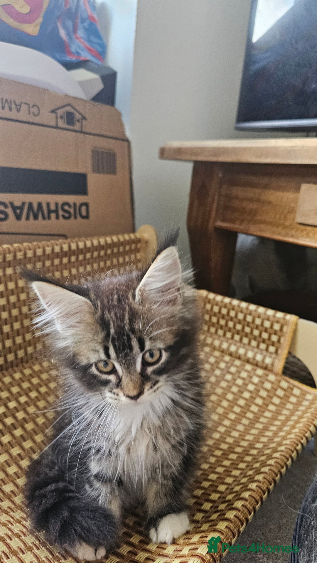 Maine Coon cats for sale: Tica registered maine coon kitten - Image 13