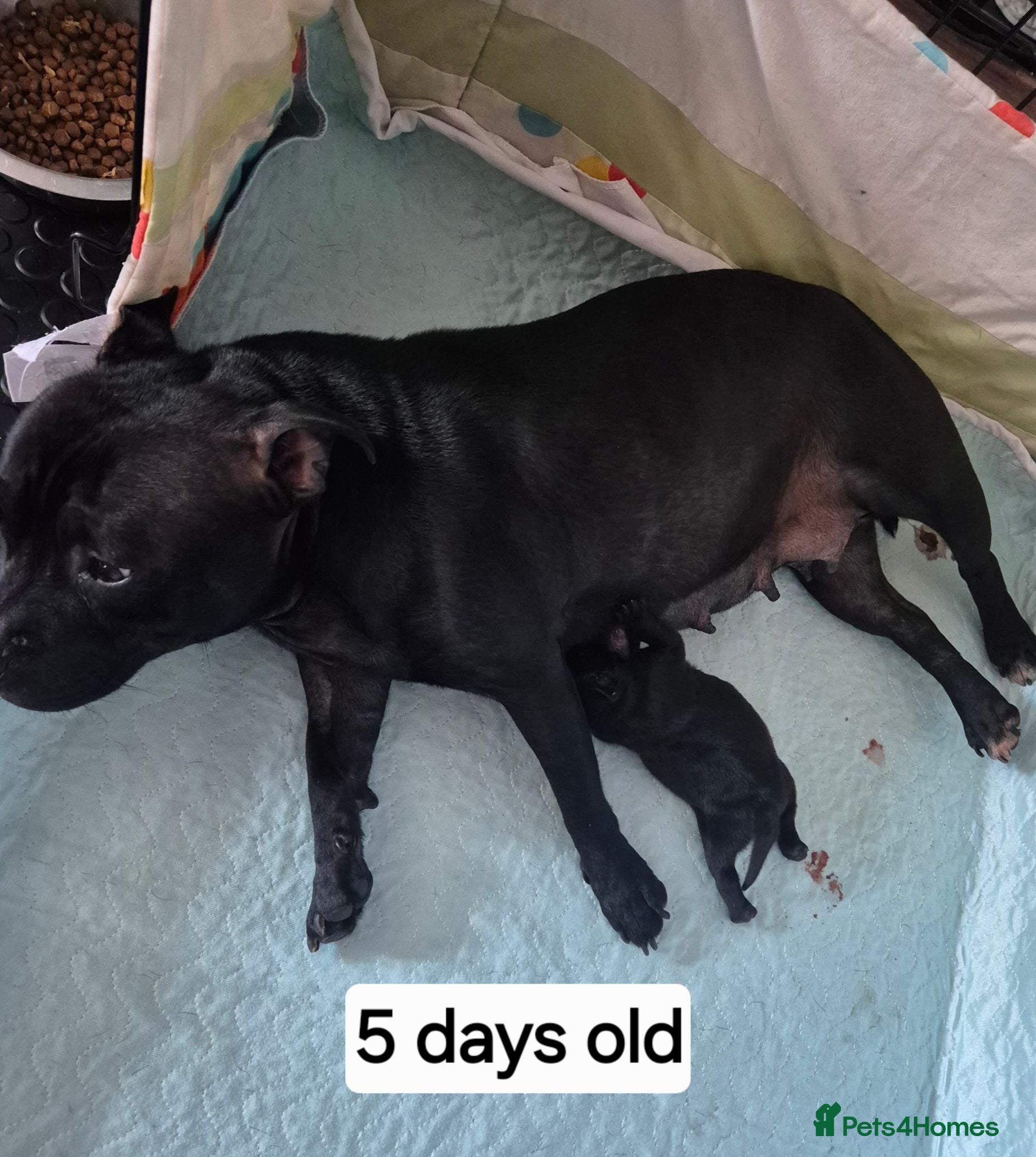 Staffordshire Bull Terrier dogs Black male kc reg Staffordshire bull terrier  - Advert 1