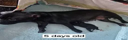 Staffordshire Bull Terrier dogs for sale: Black male kc reg Staffordshire bull terrier  - Advert 1