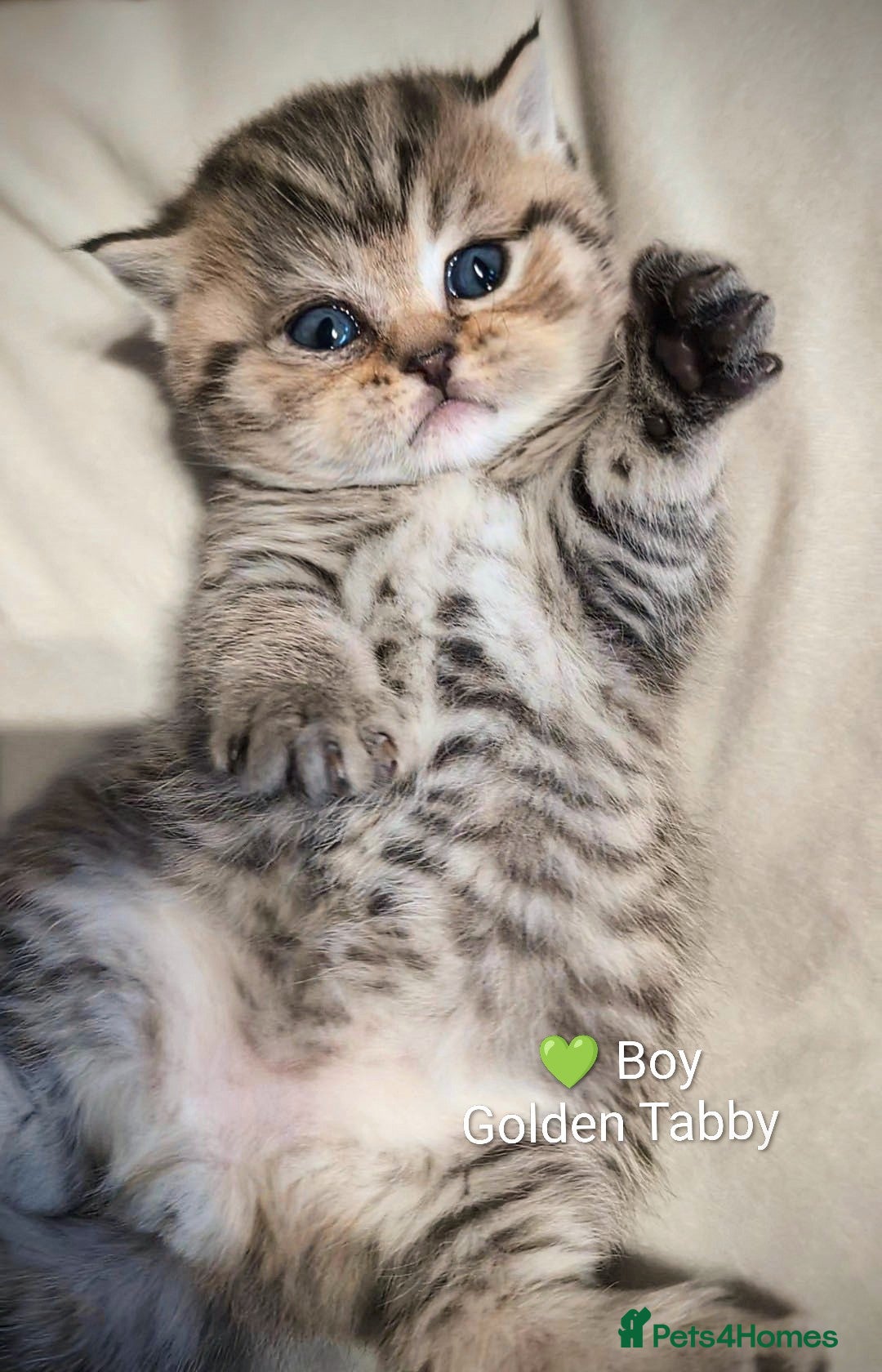 British Shorthair cats 🐾BSH 🔴 LAST 2 kittens available 🐾 GCCF & TICA - Advert 2