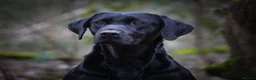Labrador Retriever dogs for sale: BEAUTIFUL BLACK LABRADOR PUPPIES - Advert 4