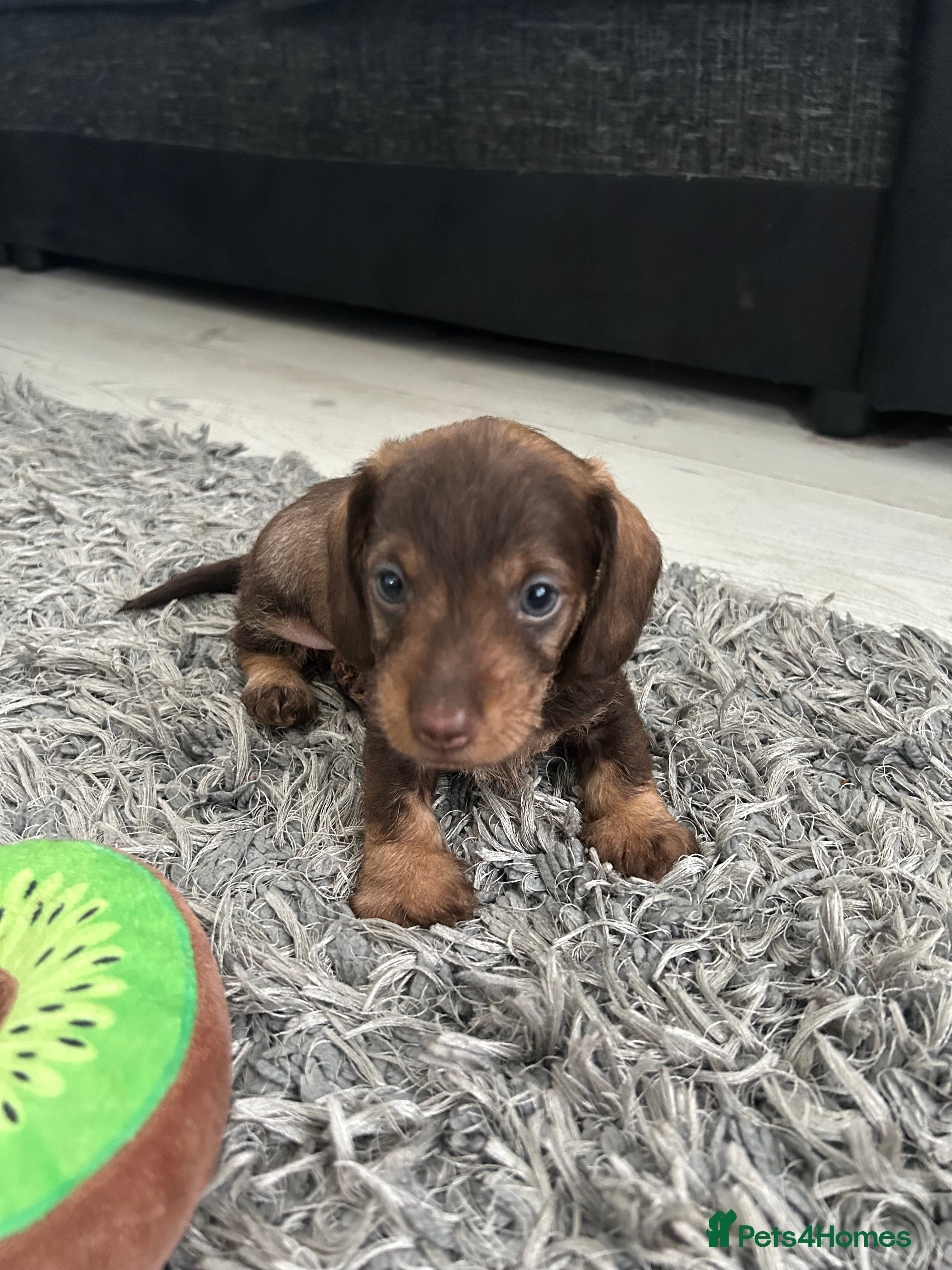 Miniature Dachshund dogs Wire haired puppies! Boys and girls - Advert 2