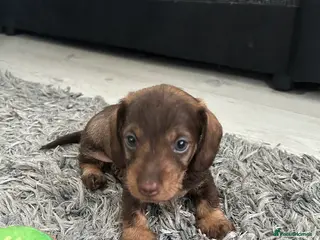 Miniature Dachshund dogs Wire haired puppies! Boys and girls - Advert 5