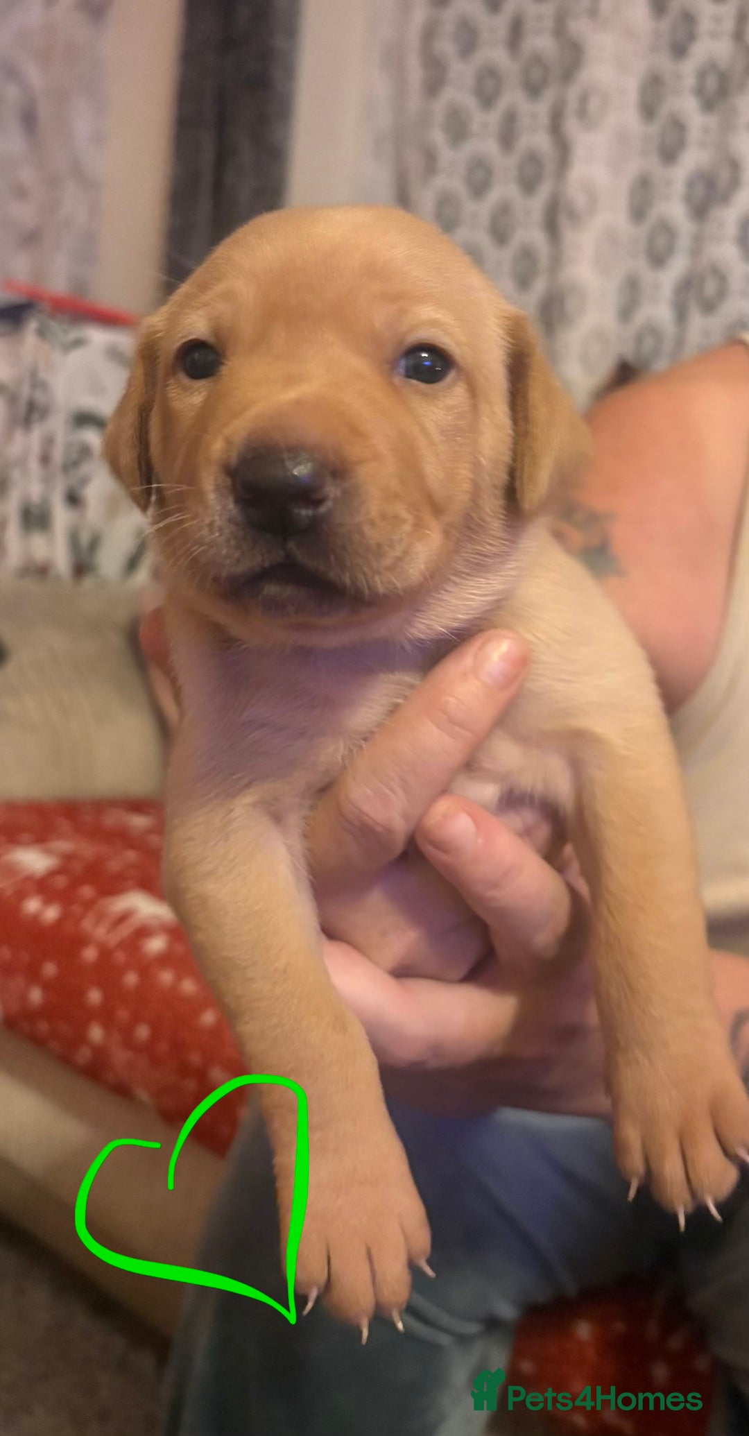Mixed Breed dogs for sale: Beautiful Labrador x staffy puppies - Advert 5