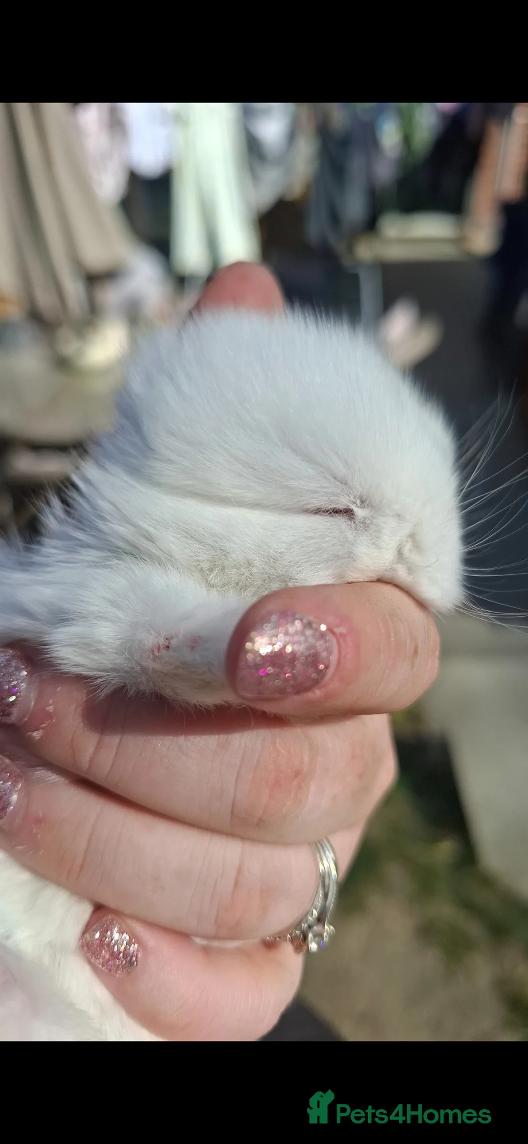 Mini Lop rabbits for sale: Mini lop baby rabbits - Advert 2