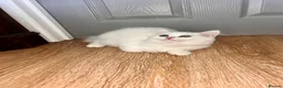 Persian cats for sale: 1 white Persian male left  - Advert 6