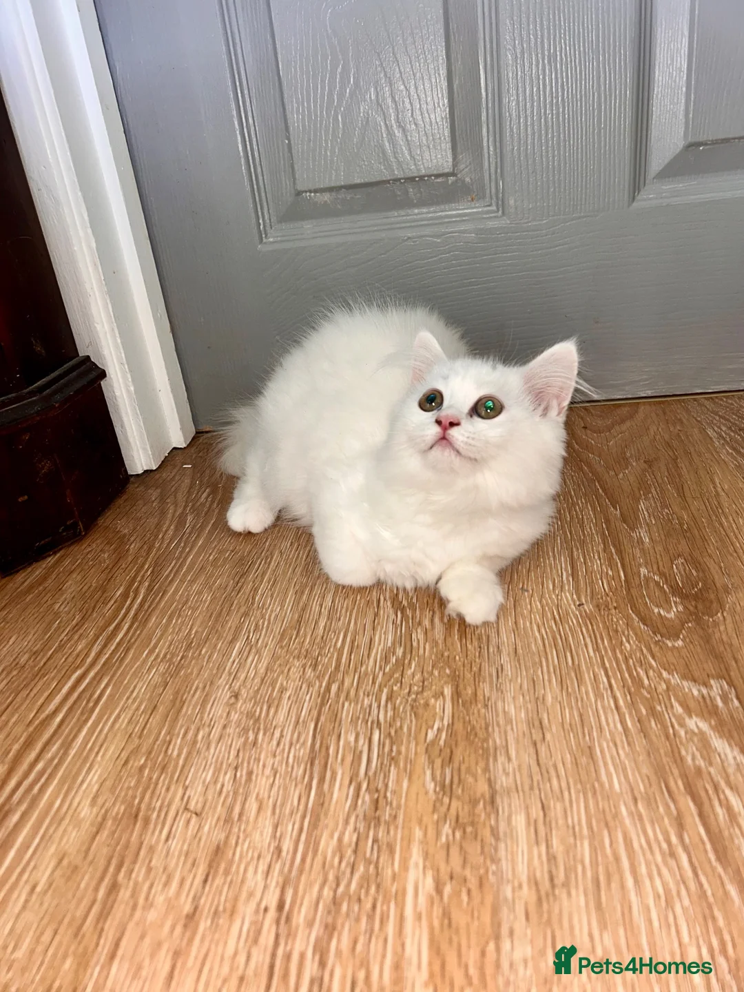 Persian cats for sale: 1 white Persian male left  - Advert 6