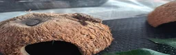Gecko reptiles for sale: Viper geckos in Ramsgate - Advert 1