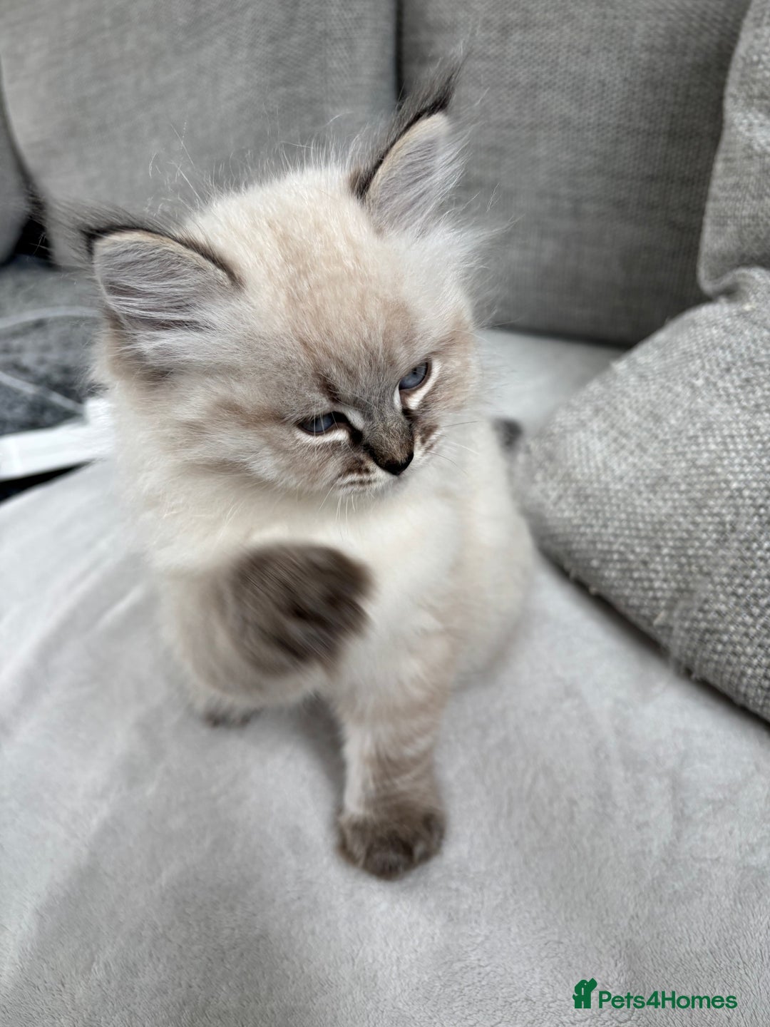 Siberian cats for sale: Siberian girl kitten  - Image 8