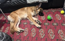 German Shepherd dogs for sale: Thunder  - Image 3