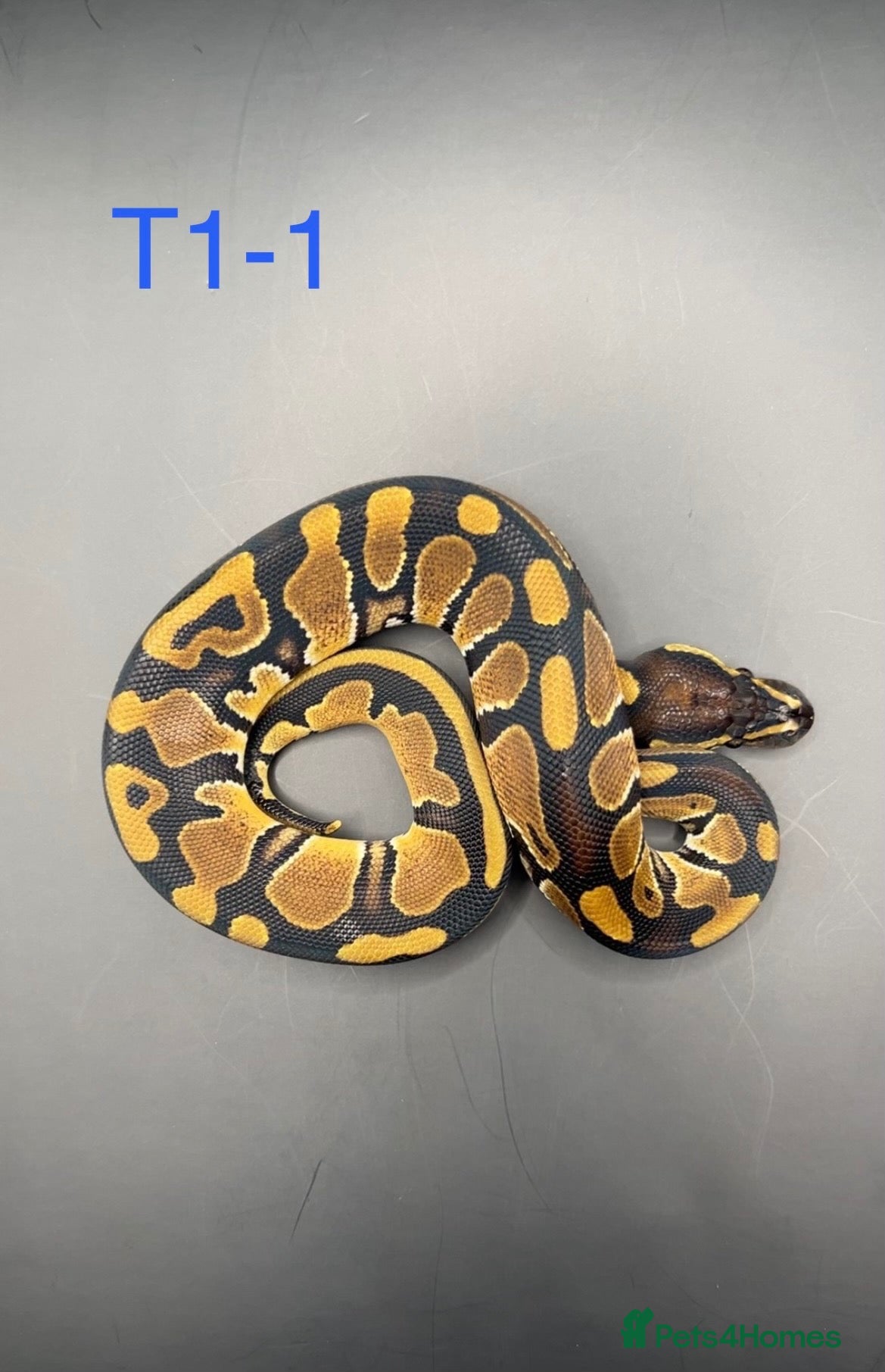 Snake reptiles Hatchling ball/royal pythons  - Advert 2
