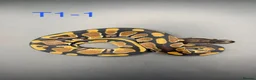 Snake reptiles for sale: Hatchling ball/royal pythons  - Advert 2