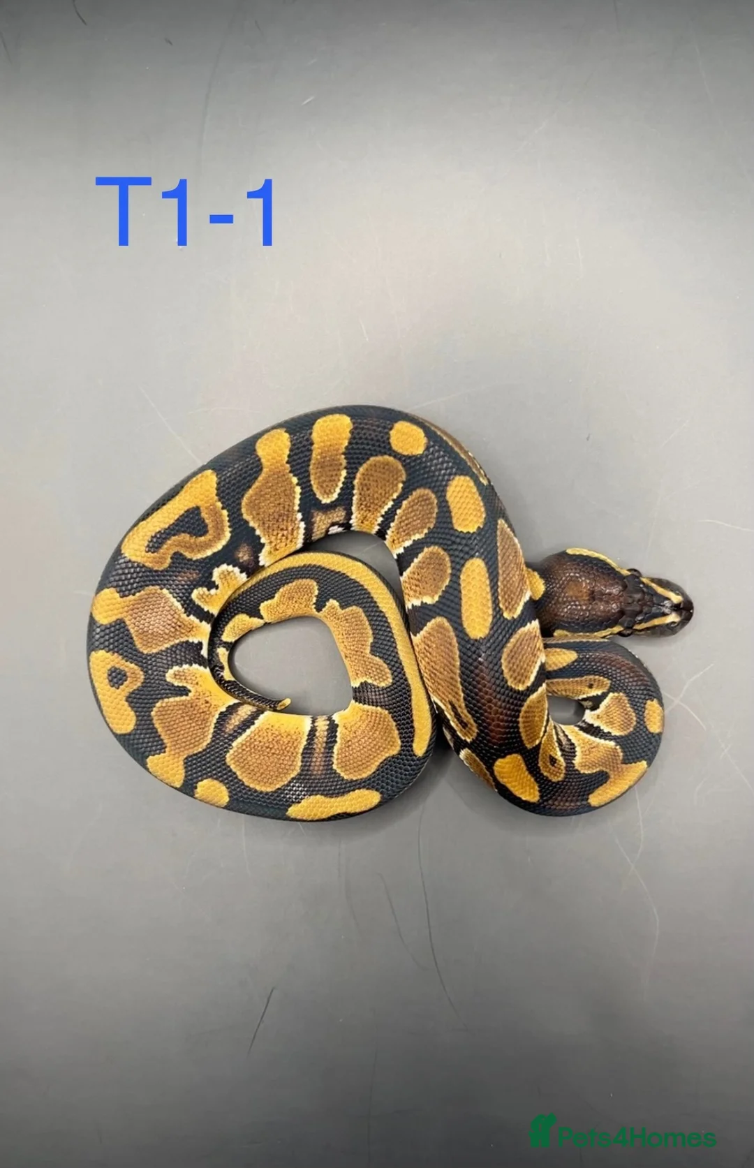 Snake reptiles for sale: Hatchling ball/royal pythons  - Advert 2