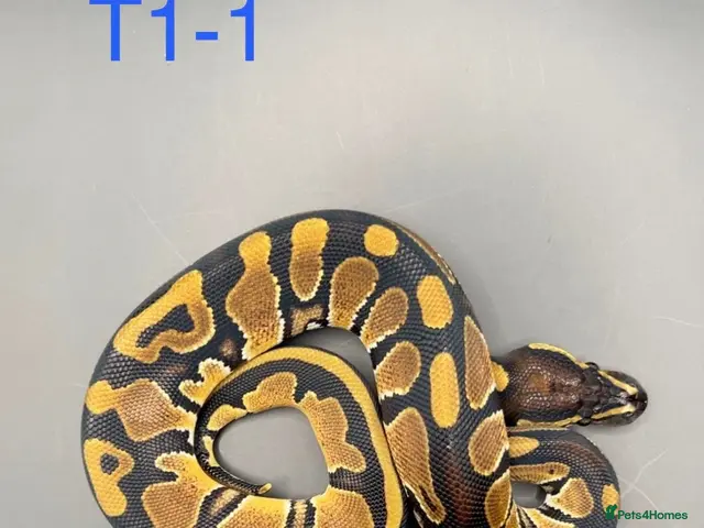 Snake reptiles Hatchling ball/royal pythons - Advert 2
