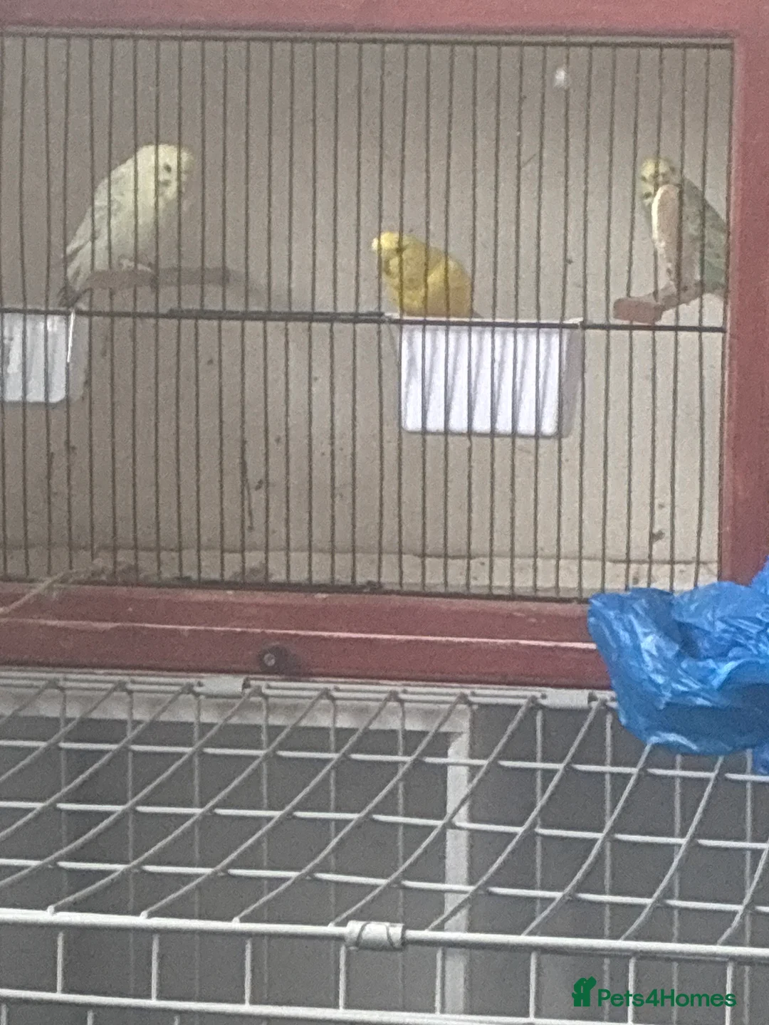 Budgerigars birds for sale: Budgies  in Coventry - Advert 1