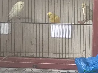 Budgerigars birds Budgies - Advert 1