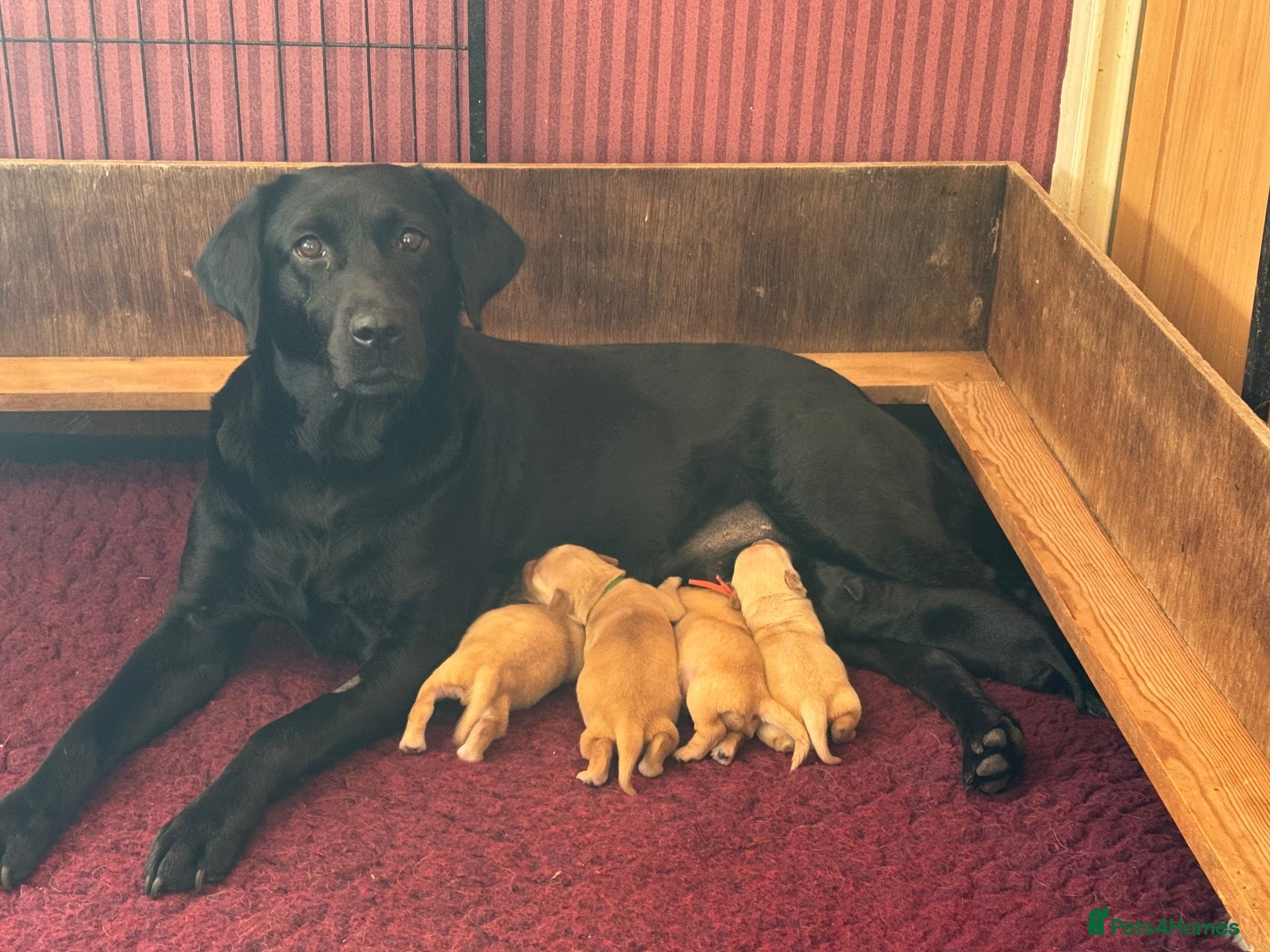 Labrador Retriever dogs Outstanding litter KC registered Labrador puppies - Advert 1