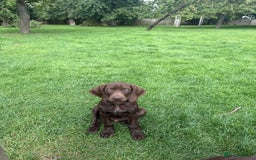 German Shorthaired Pointer dogs for sale: German shorthaired pointer x vizsla puppies - Image 1