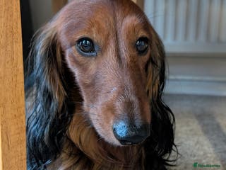 Dachshund dogs Miniature Long Haired Dachshund PRA 1 Clear KC reg in Peterborough - Advert 7