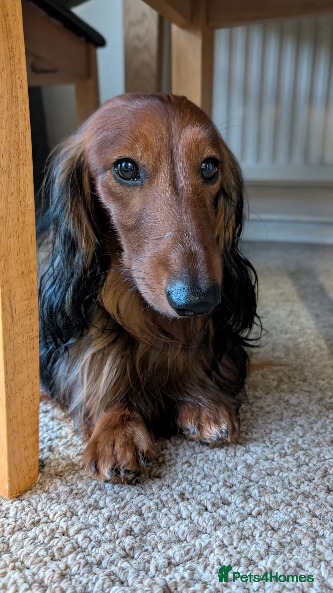 Dachshund dogs for stud: Miniature Long Haired Dachshund PRA 1 Clear KC reg in Peterborough - Advert 1