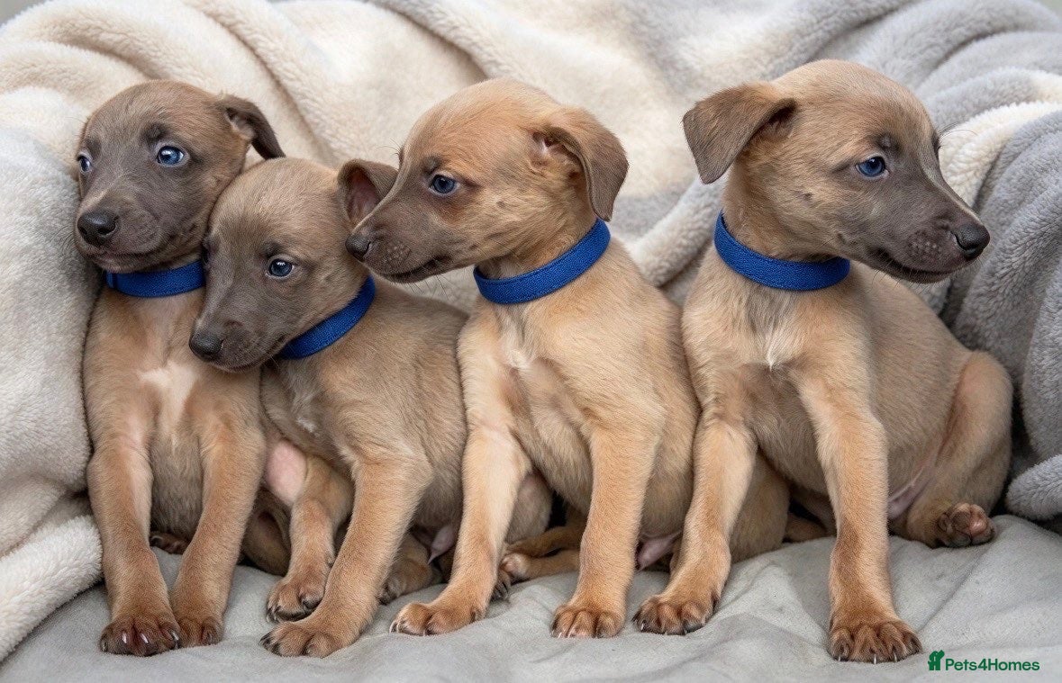 Whippet dogs Whippet puppies  - Advert 2
