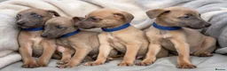 Whippet dogs for sale: Whippet puppies  - Advert 2