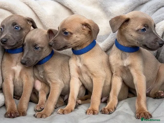 Whippet dogs for sale: Whippet puppies - Advert 2