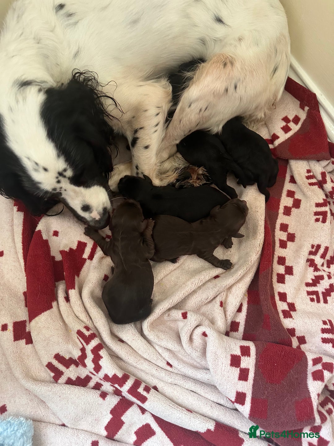 Cocker Spaniel dogs for sale: English Cocker spaniel puppies  - Image 5