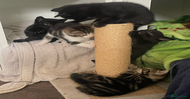 Mixed Breed cats - Advert 12