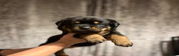 Rottweiler dogs for sale: 4 Gorgeous Rottweiler Puppies - Advert 11