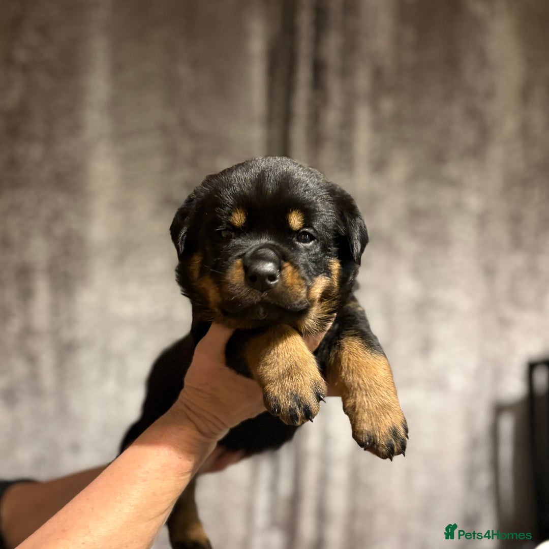 Rottweiler dogs for sale: 4 Gorgeous Rottweiler Puppies - Advert 11