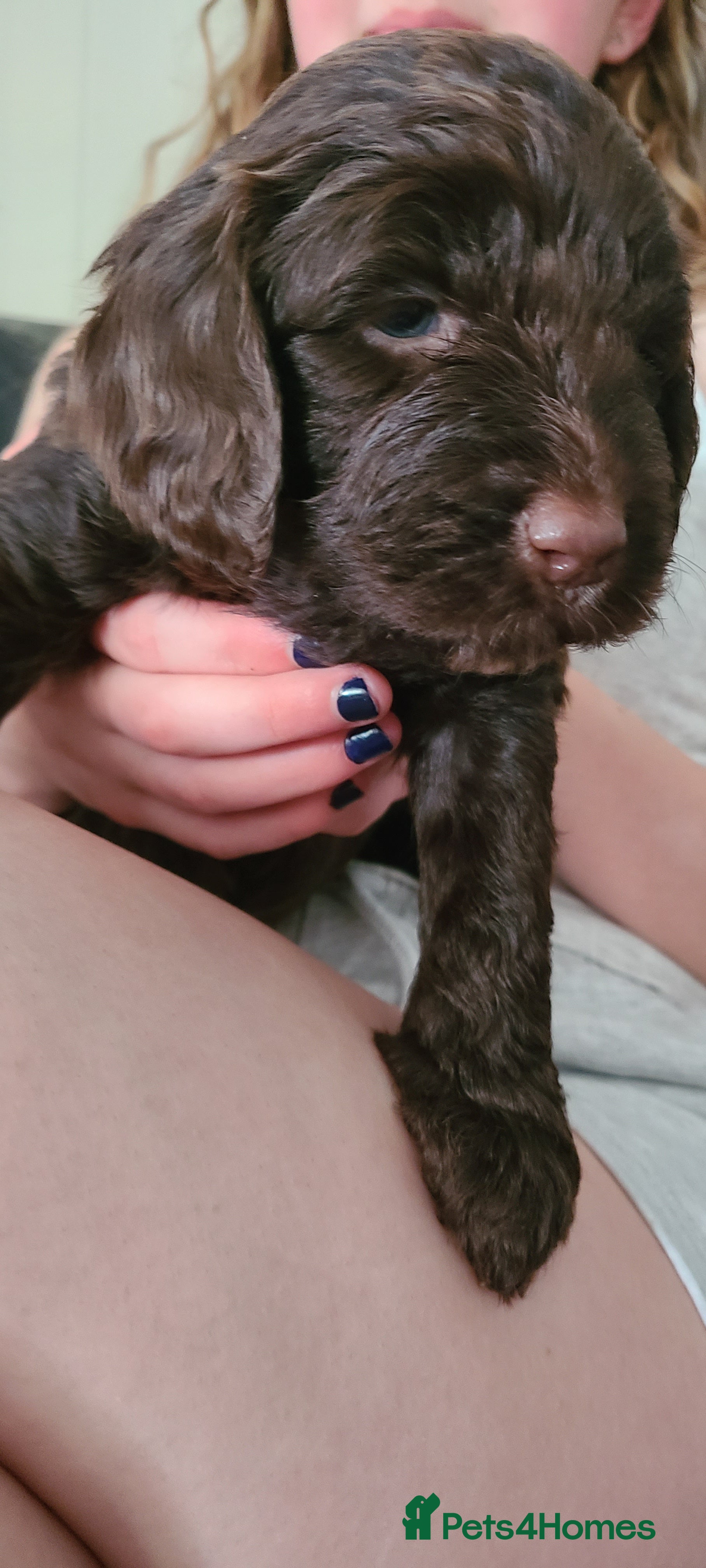 Sproodle dogs Gorgeous Chocolate F1 Sproodle Puppies  - Advert 2