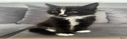 Mixed Breed cats for sale: Beautiful fluffy black and white kittens  - Advert 8